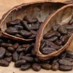 Cacao Plant