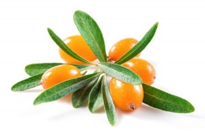 Sea buckthorn berries